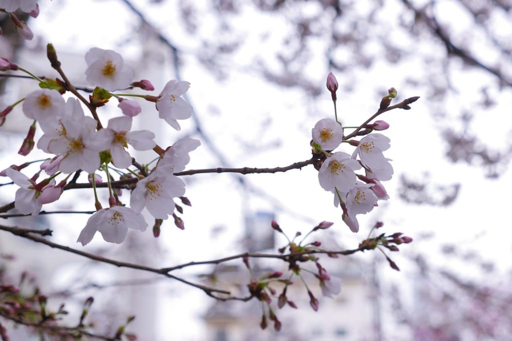 千葉栄町　ソープランド街　ベガスの近く　葭川　桜
