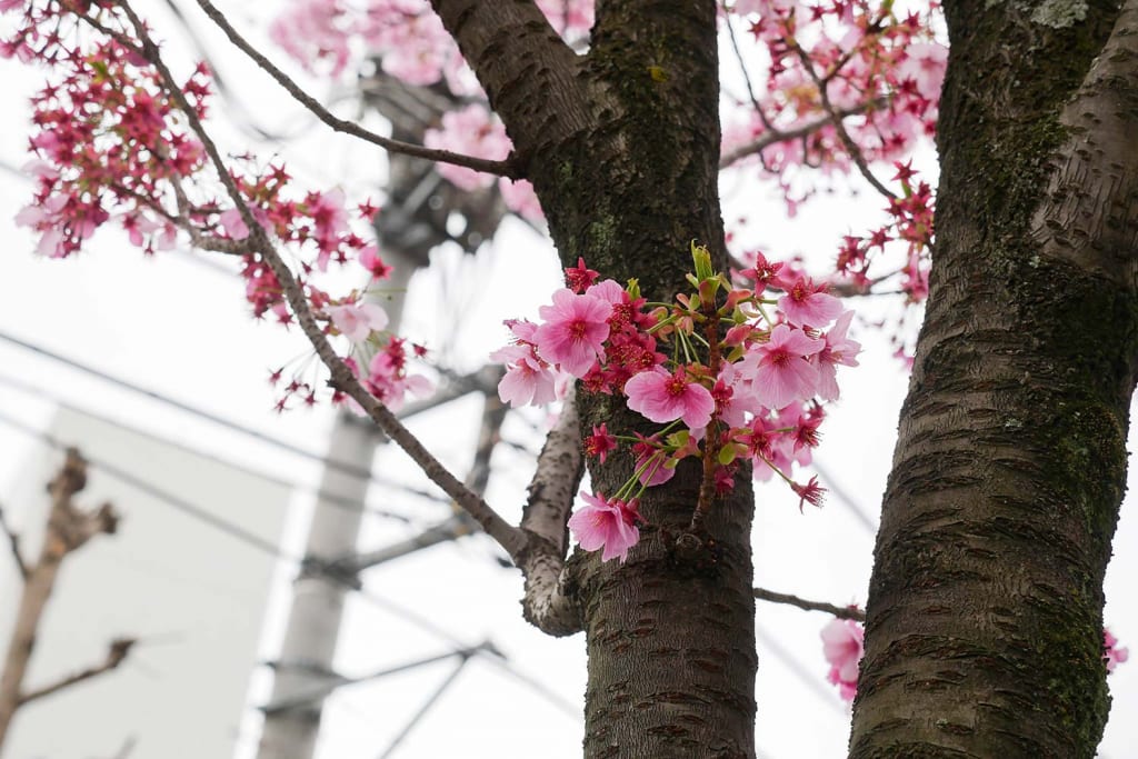 千葉栄町　ソープランド街　ベガスの近く　葭川　桜
